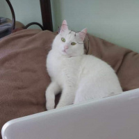 Van Kedisi, Kedi  Poyraz fotoğrafı