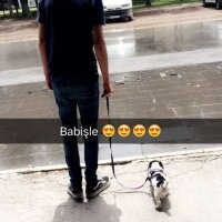 Pappilon, Köpek  Odie fotoğrafı