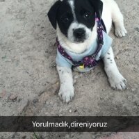 Pappilon, Köpek  Odie fotoğrafı