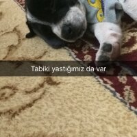 Pappilon, Köpek  Odie fotoğrafı