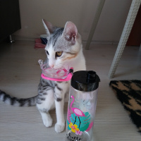 Tekir Kedi, Kedi  Şila fotoğrafı