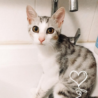 Tekir Kedi, Kedi  Şila fotoğrafı