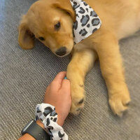 Golden Retriever, Köpek  Leydi fotoğrafı