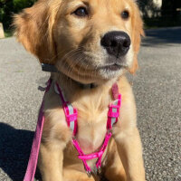 Golden Retriever, Köpek  Leydi fotoğrafı