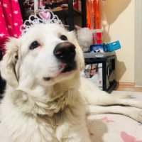 Golden Retriever, Köpek  roma fotoğrafı