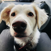 Golden Retriever, Köpek  roma fotoğrafı