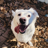 Golden Retriever, Köpek  roma fotoğrafı