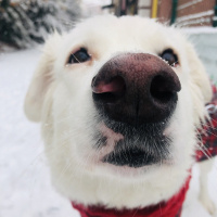 Golden Retriever, Köpek  roma fotoğrafı