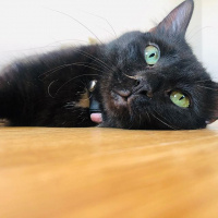 Bombay, Kedi  kömür fotoğrafı