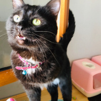 Bombay, Kedi  kömür fotoğrafı