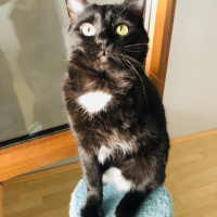 Bombay, Kedi  kömür fotoğrafı