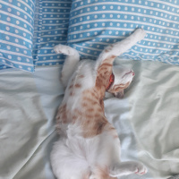 Sarman, Kedi  Tarçın fotoğrafı