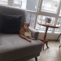 Sarman, Kedi  Tarçın fotoğrafı