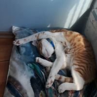 Sarman, Kedi  Tarçın fotoğrafı