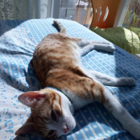 Sarman, Kedi  Tarçın fotoğrafı