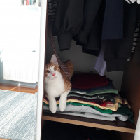 Sarman, Kedi  Tarçın fotoğrafı