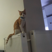 Sarman, Kedi  Tarçın fotoğrafı