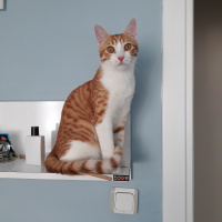 Sarman, Kedi  Tarçın fotoğrafı