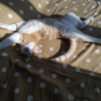 Sarman, Kedi  Tarçın fotoğrafı