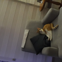 Sarman, Kedi  Tarçın fotoğrafı