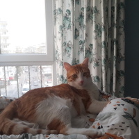 Sarman, Kedi  Tarçın fotoğrafı