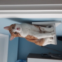 Sarman, Kedi  Tarçın fotoğrafı