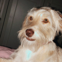 Maltese, Köpek  Daisy fotoğrafı