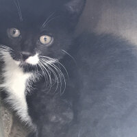 Tuxedo (Smokin) Kedi, Kedi  Hera fotoğrafı