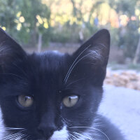 Tuxedo (Smokin) Kedi, Kedi  Hera fotoğrafı