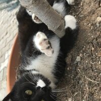 Tuxedo (Smokin) Kedi, Kedi  Hera fotoğrafı