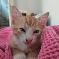 Tekir Kedi, Kedi  İrmik fotoğrafı