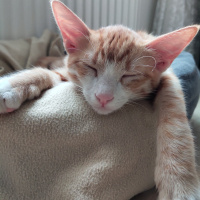 Tekir Kedi, Kedi  İrmik fotoğrafı