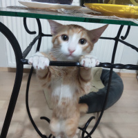 Tekir Kedi, Kedi  İrmik fotoğrafı