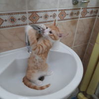 Tekir Kedi, Kedi  İrmik fotoğrafı
