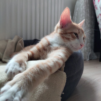 Tekir Kedi, Kedi  İrmik fotoğrafı