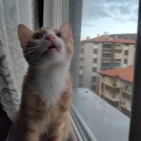 Tekir Kedi, Kedi  İrmik fotoğrafı