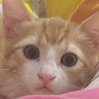 Tekir Kedi, Kedi  İrmik fotoğrafı