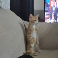 Tekir Kedi, Kedi  İrmik fotoğrafı
