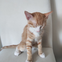 Tekir Kedi, Kedi  İrmik fotoğrafı