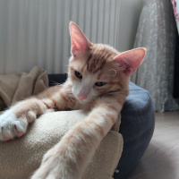 Tekir Kedi, Kedi  İrmik fotoğrafı