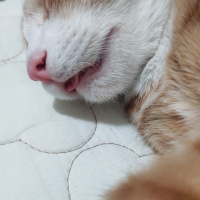 Tekir Kedi, Kedi  İrmik fotoğrafı