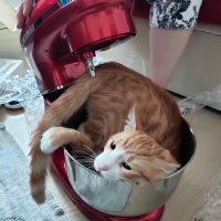 Tekir Kedi, Kedi  İrmik fotoğrafı