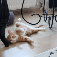 Tekir Kedi, Kedi  İrmik fotoğrafı