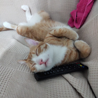 Tekir Kedi, Kedi  İrmik fotoğrafı