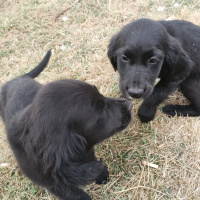 Labrador Retriever, Köpek  Oreyo&negro fotoğrafı