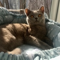 British Shorthair, Kedi  Tarçın fotoğrafı