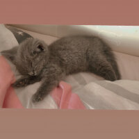 Scottish Fold, Kedi  Yummysu fotoğrafı