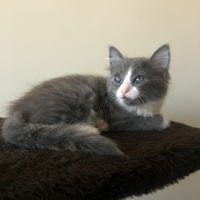 Scottish Fold, Kedi  Tiftif fotoğrafı