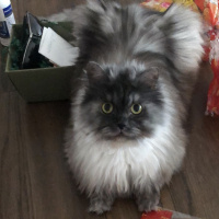 Chinchilla, Kedi  Brownie fotoğrafı