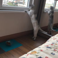 Chinchilla, Kedi  Brownie fotoğrafı